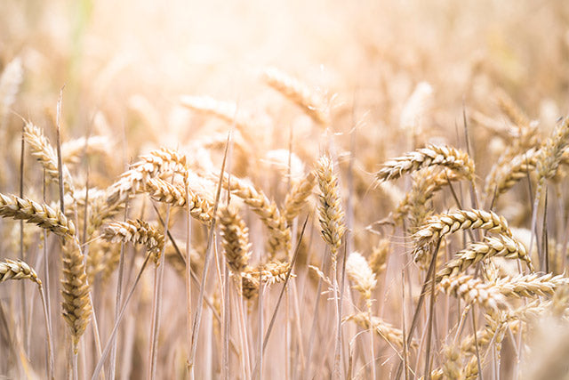 Unverträglichkeit: Gluten ist Hauptursache
