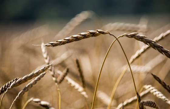 Viele leiden an Unverträglichkeit: Gluten ist Schuld